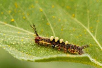 Caterpillar on sunflower