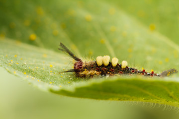 Caterpillar on sunflower