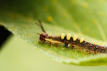Caterpillar on sunflower