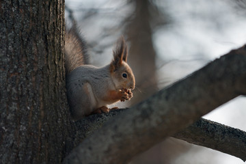 Munch - munch, squirrel.