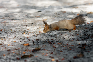 Squirrel find.