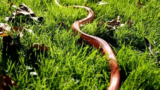 Albino Snake - Grass Snake - Ringelnatter on grass