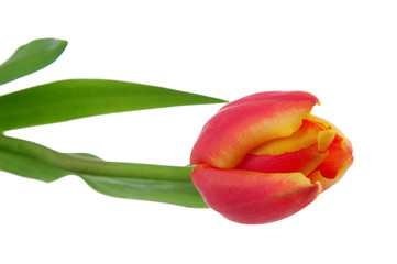 Red tulip isolated on white background.