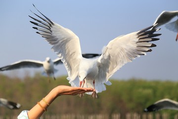 Flying Seagull, Bang-Pu,Thailand