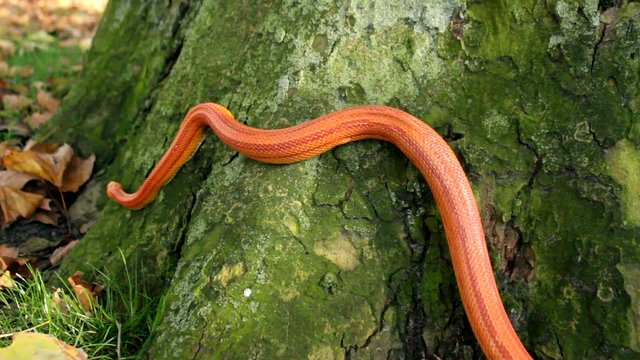 Albino Snake - Grass Snake - Ringelnatter on tree