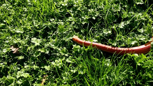 Albino Snake - Grass Snake - Ringelnatter on grass