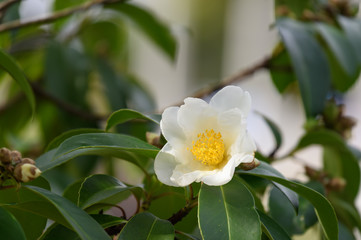 白いつばき