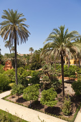Fototapeta premium gardens in the Alcazar of Seville, Spain