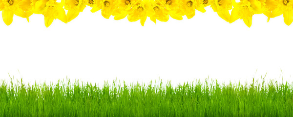 Frühlingswiese, Osterglocken, Hintergrund