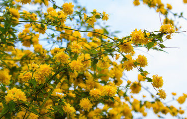 Ranunkelstrauch, Goldröschen, Frühling