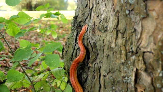 Albino Snake - Grass Snake - Ringelnatter on tree