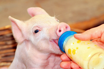 Bottle piglet © markobe