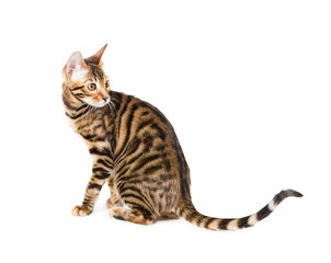 Kitten breed toyger