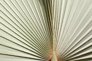 feuille de palmier latanier bleu