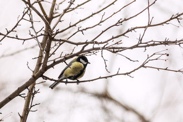 Great Tit