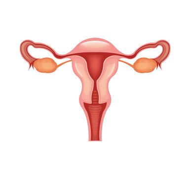 Female reproductive system. Vector flat illustration