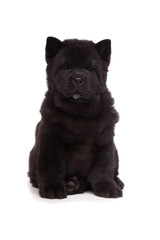 Obraz premium black chow-chow puppy