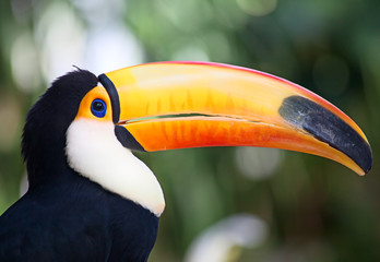 Fototapeta premium Colorful tucan