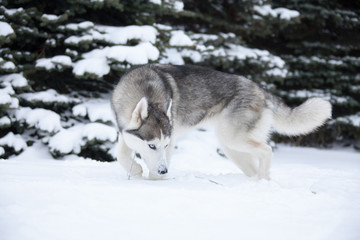 Young Husky