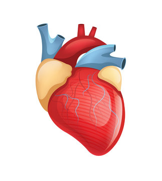 Vector human heart illustration