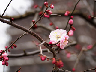 梅
