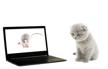 cat, rat and laptop on a white background isolated