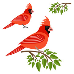 Cardinal