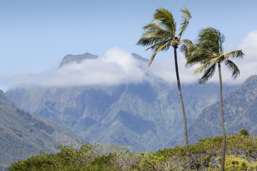 Fototapeta na wymiar Coconut Palm tree on the sandy beach in Kapaa Hawaii, Kauai