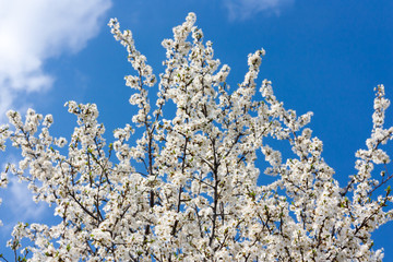 Cherry blossoms against a blue sky