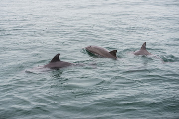 Bottlenose Dolphin Group