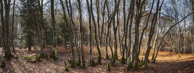 forêt panoramique