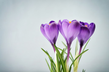 Crocus in vase