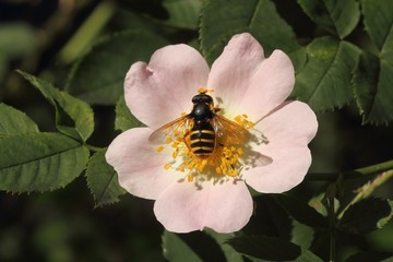 Hoverfly (Syrphidae) on the flower of dog rose (Rosa canina)