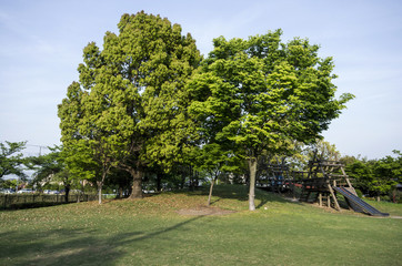 Fototapeta premium 公園の丘