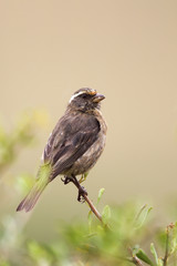 Brauengirlitz (Serinus gularis)