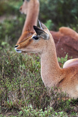 Impala (Aepyceros melampus)