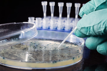 Picking up bacterial colonies from agar plate