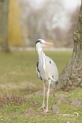 Grey Heron, Ardea cinerea