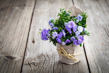 quail eggs on white wooden background