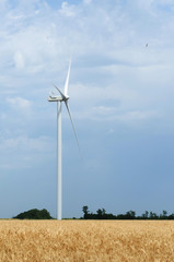 A wind farm in the wide spread field