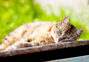 Young cat basking in the sun