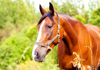Portrait of a light brown horse in the grass