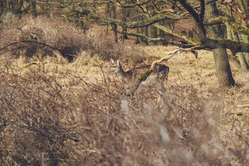 Wildlife at Serene Forest with Bushes and Trees