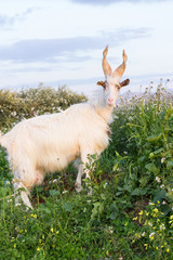 Fototapeta premium Mountain goat