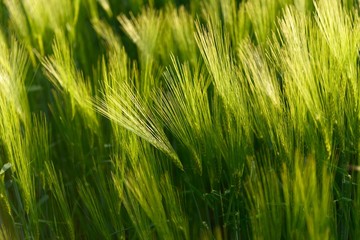 Fototapeta premium Closeup photo of some fresh wheat