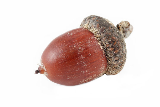 Acorn on a white background