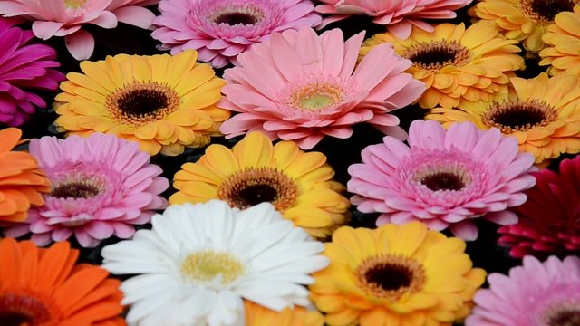 Gerbera