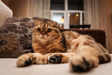 Lovable scottish fold cat