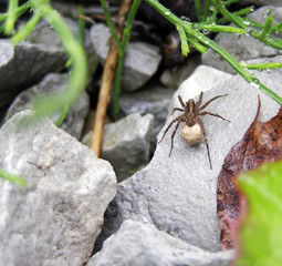 Wolf spider