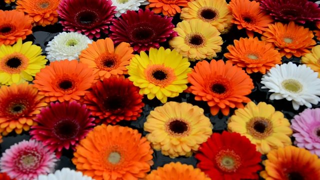 Gerbera